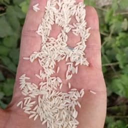 برنج طارم هاشمی (100کیلوئی) کشت اول غربال شده صداقت — تصویر ۴