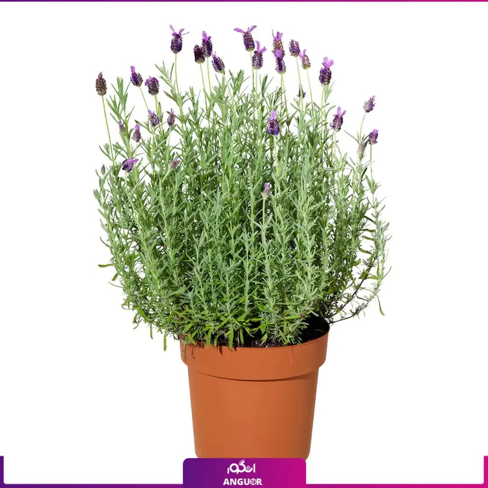 گلدان لاواندر LAVANDULA (35 – 45 سانتی)