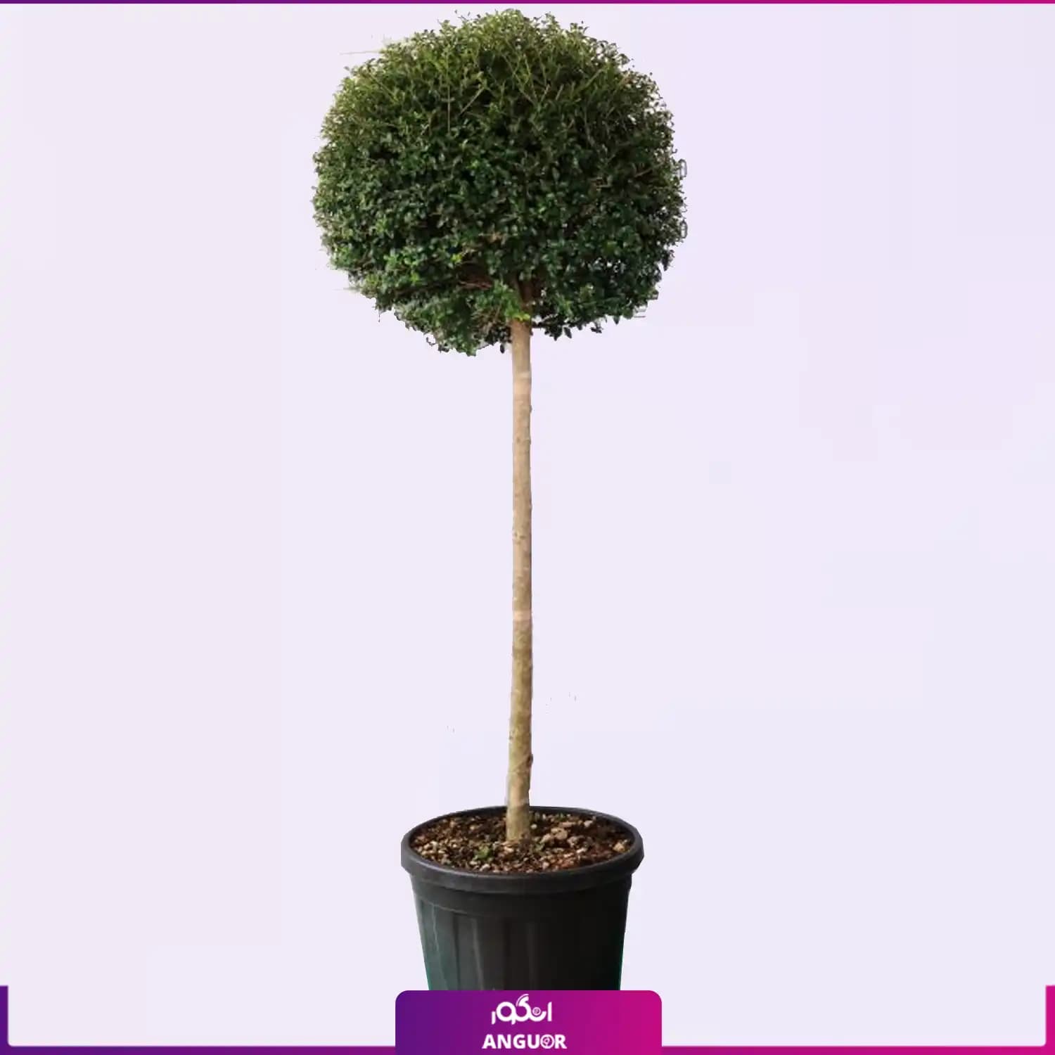 گل مورد پیوندی