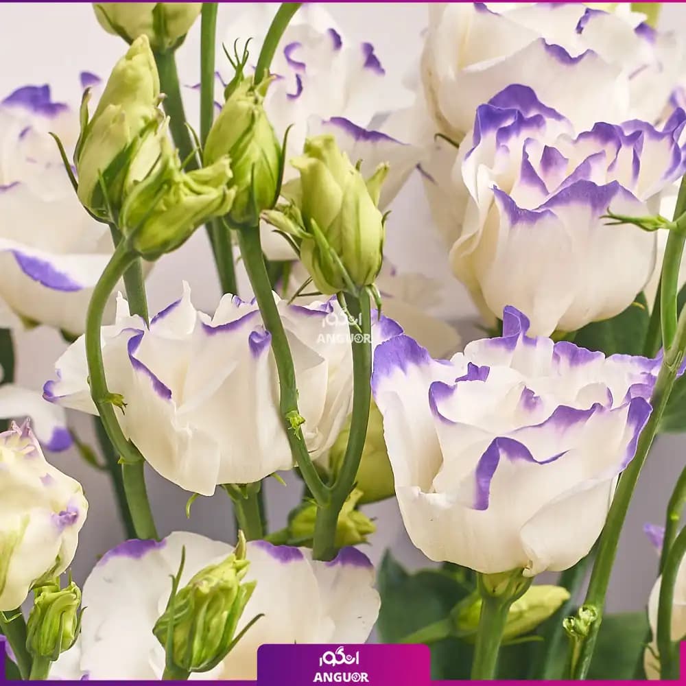 دسته گل ترکیبی لیسیانتوس دو رنگ (سفید و بنفش) — تصویر ۴