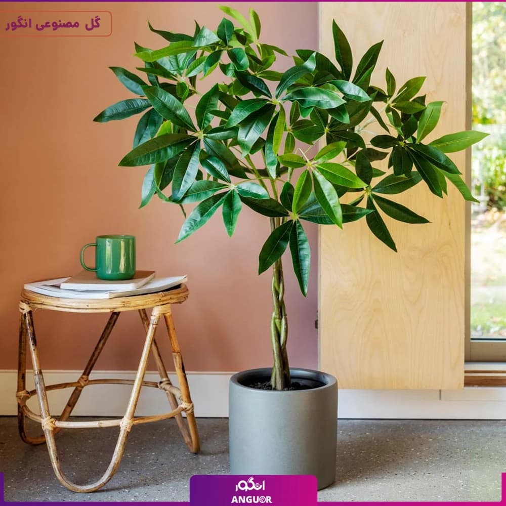 درختچه پاچیرا (مصنوعی وارداتی)