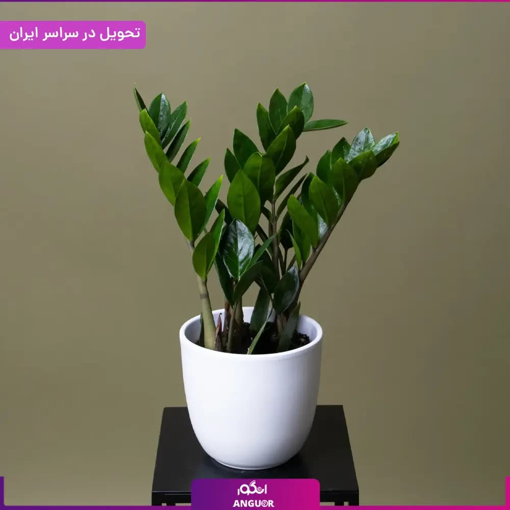 گلدان زاموفیلیا
