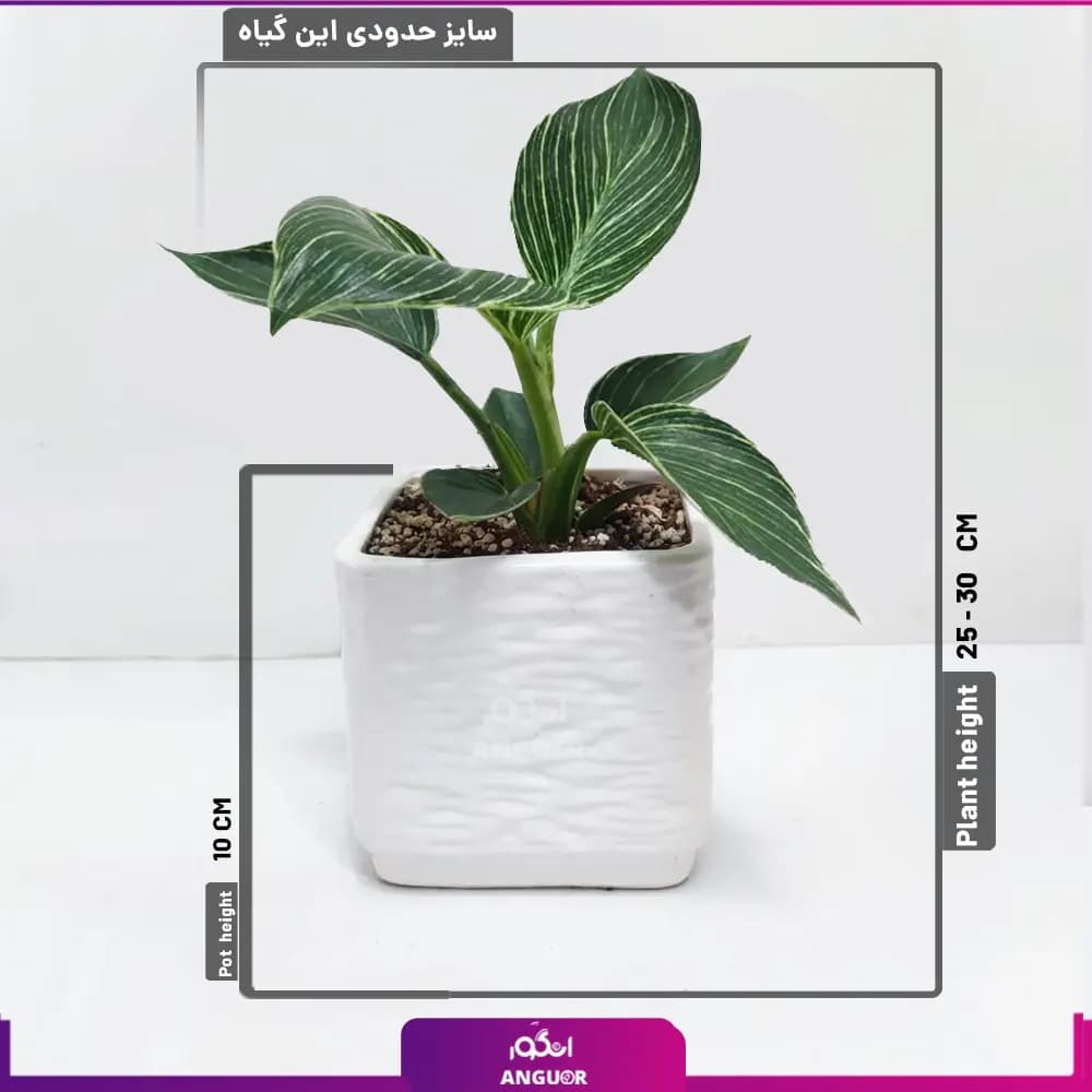 گلدان فیلودندرون برکین — تصویر ۲