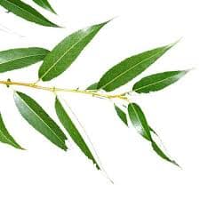 بید گیاه احیا سلامت