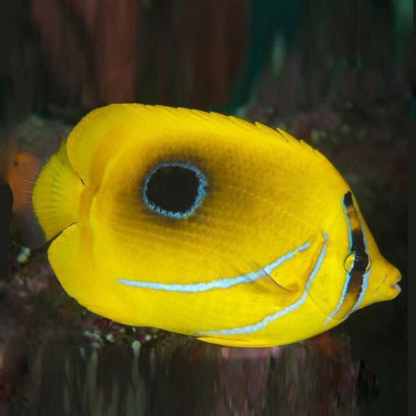 پروانه ماهی بنتی – Bennett’s Butterflyfish