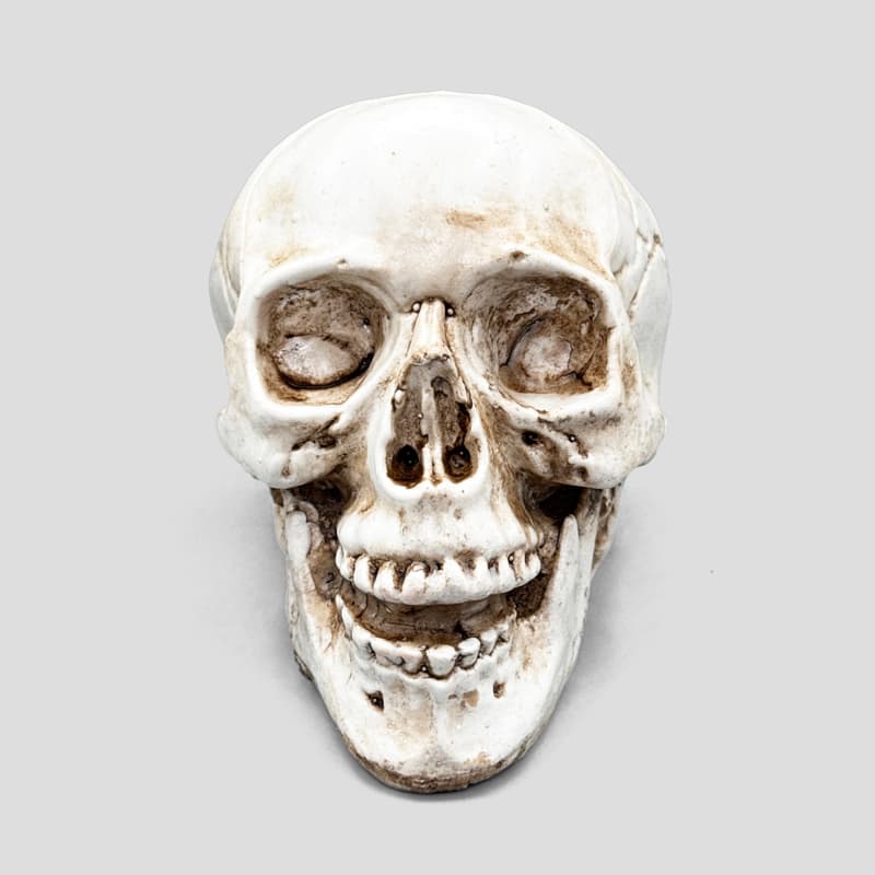 مجسمه جمجمه مدل Happy Skull کد Hzh934 — تصویر ۹