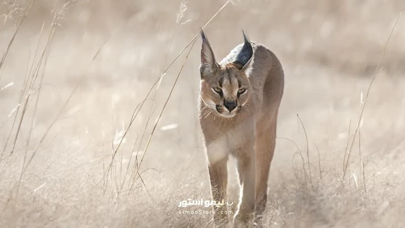مستند شکار — تصویر ۵