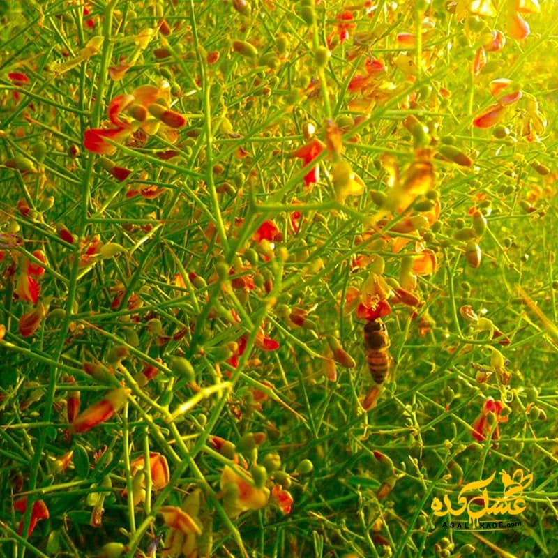 عسل خارشتر خام – ارگانیک — تصویر ۸