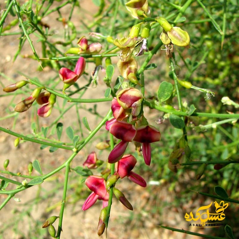 عسل خارشتر خام – ارگانیک — تصویر ۹