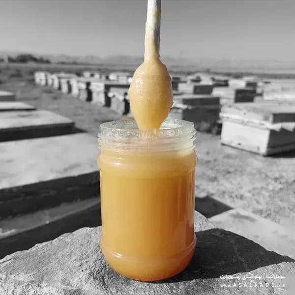 عسل خارشتر خام – ارگانیک — تصویر ۶