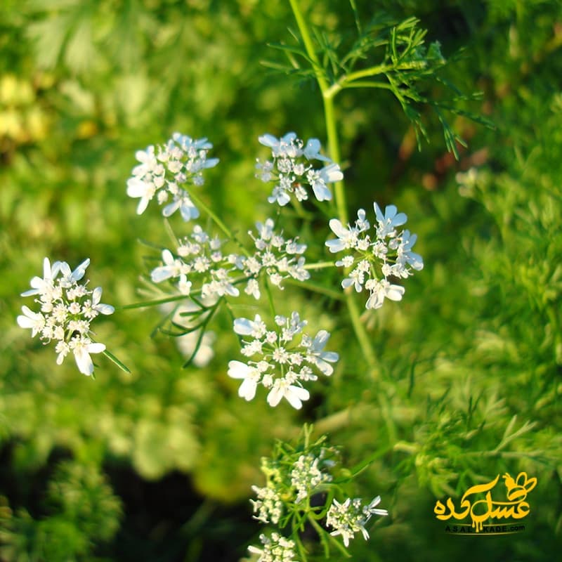 عسل گشنیز خام – ارگانیک — تصویر ۸