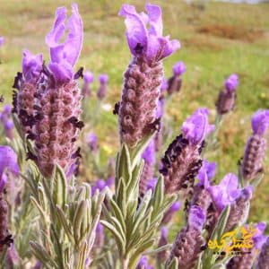 عسل اسطوخدوس موم دار – ارگانیک — تصویر ۱۰