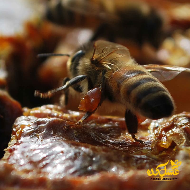 بره موم خالص – ارگانیک — تصویر ۴