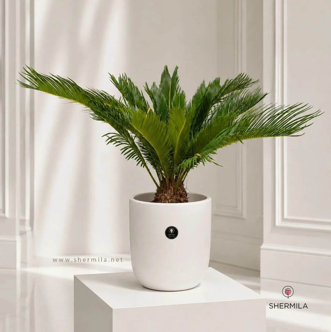 گلدان گیاه سیکاس — تصویر ۲