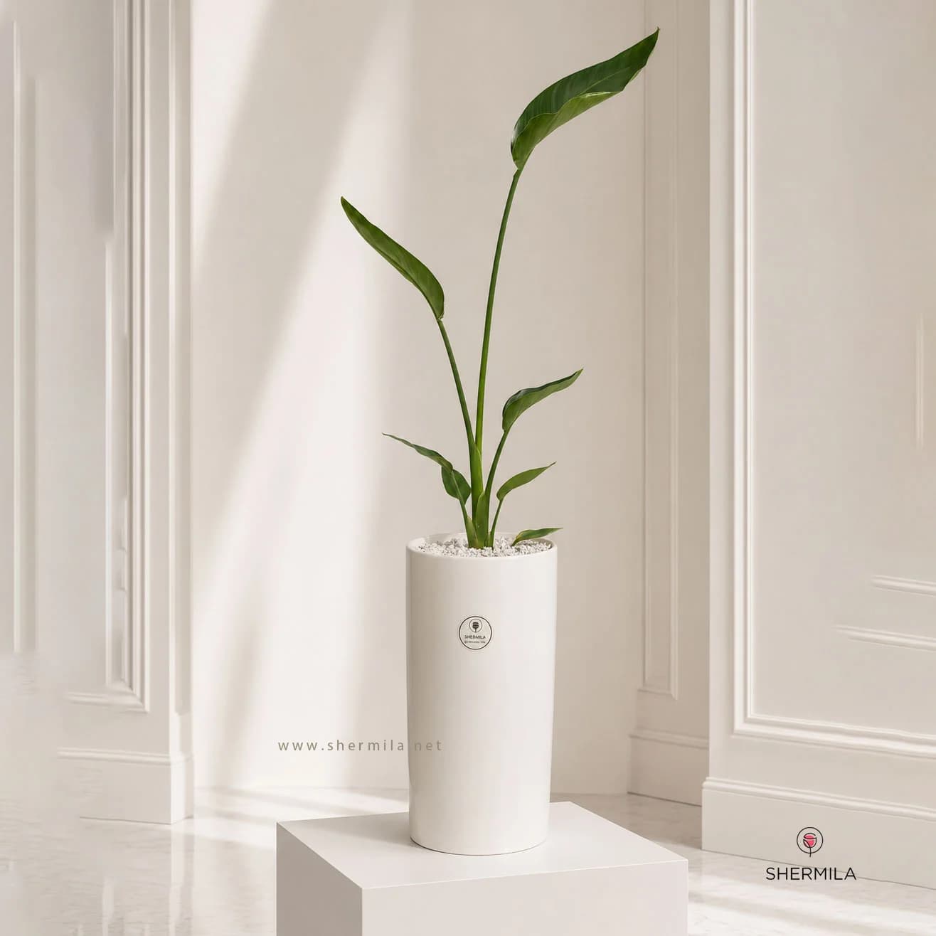 گلدان نخل نیکولای