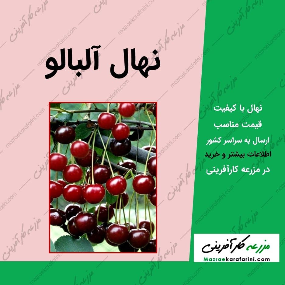 نهال آلبالو