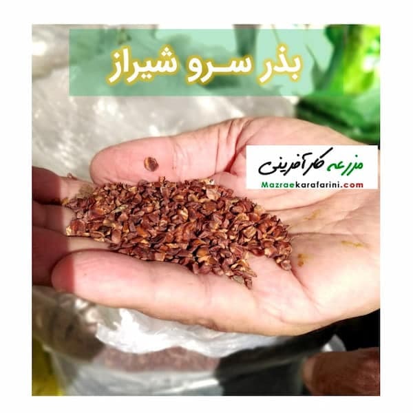 بذر سرو شیراز — تصویر ۲