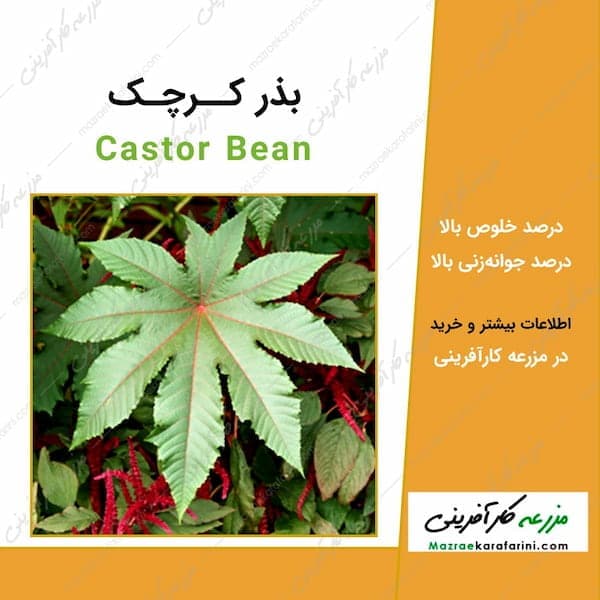 بذر کرچک Castor Bean
