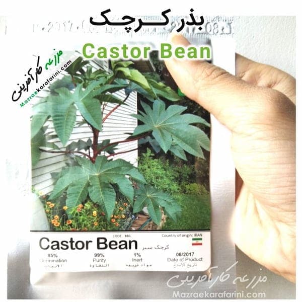 بذر کرچک Castor Bean — تصویر ۲