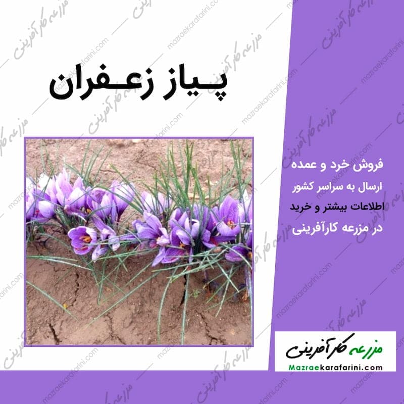 پیاز زعفران (یک کیلو) — تصویر ۲
