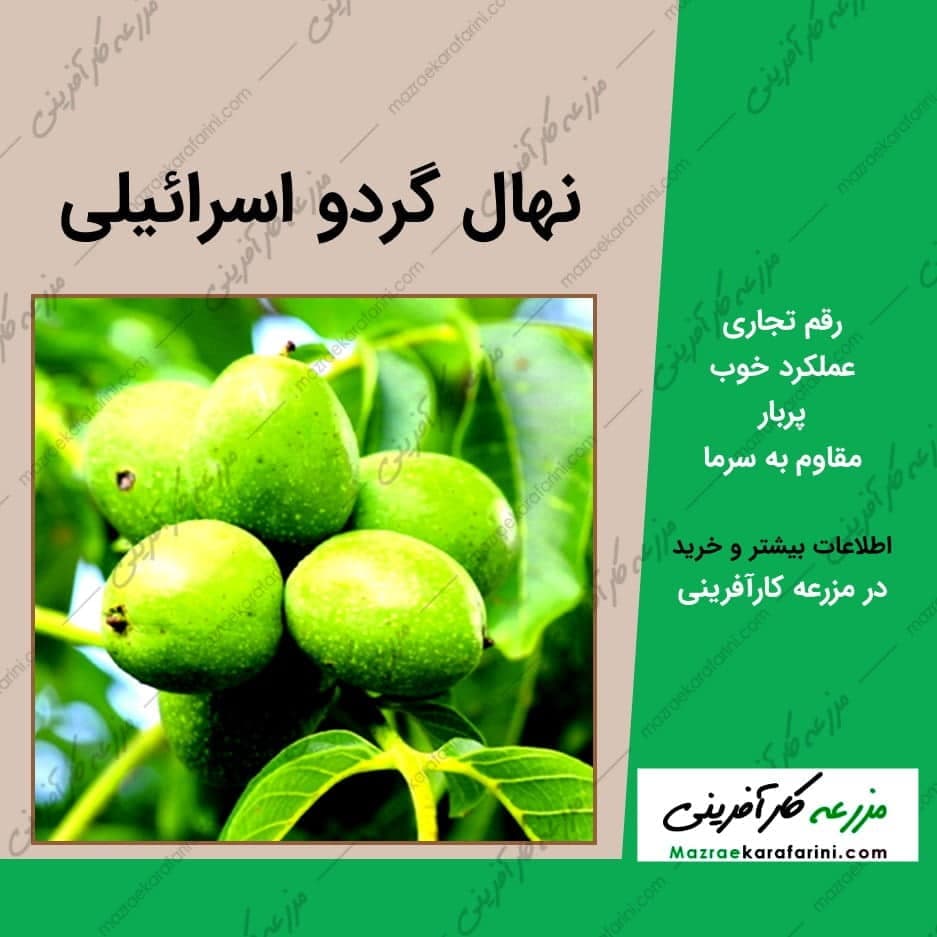 نهال گردو اسرائیلی