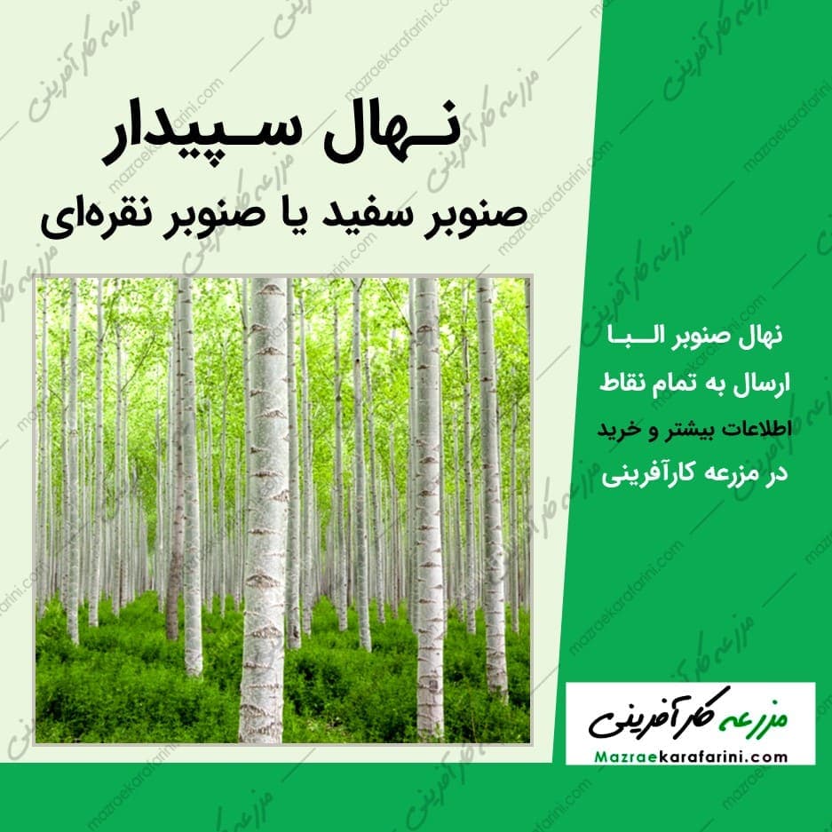 نهال سپیدار (صنوبر سفید – صنوبر نقره ای – صنوبر البا)