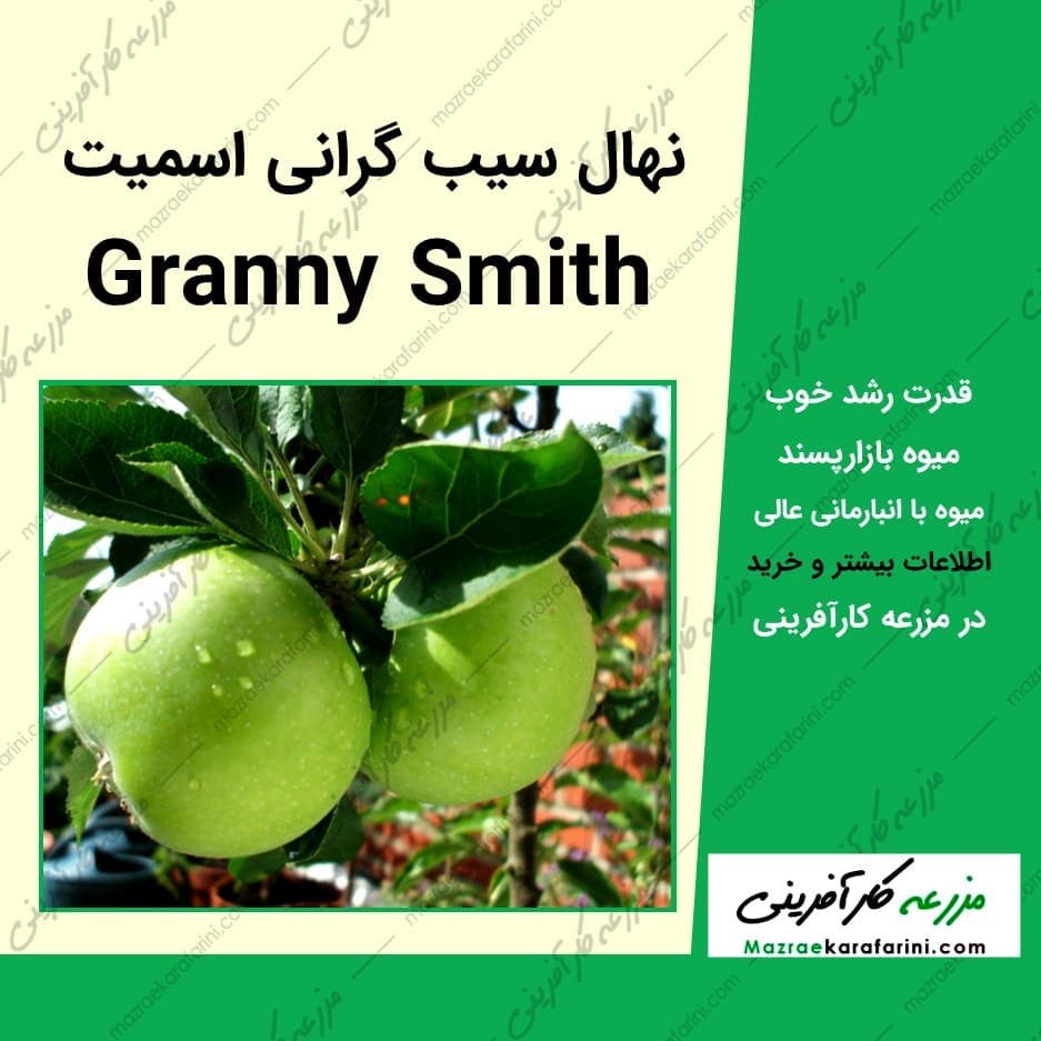 نهال سیب گرانی اسمیت Granny Smith