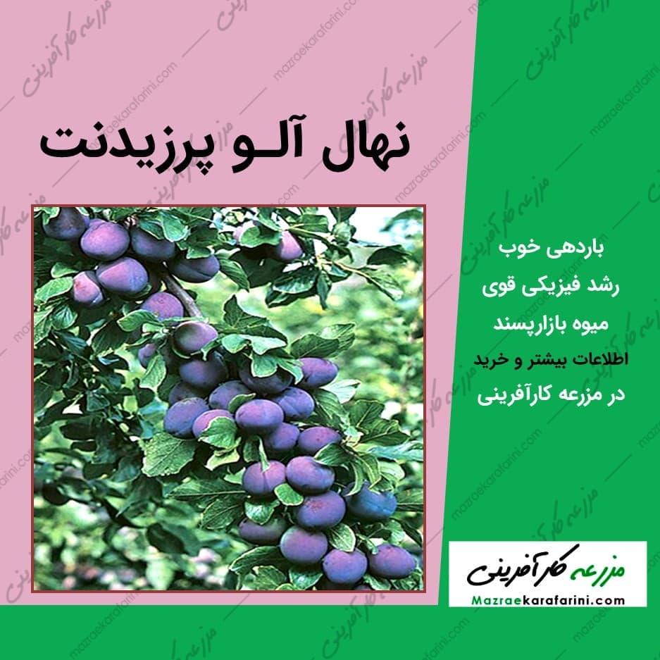 نهال آلو پرزیدنت — تصویر ۲