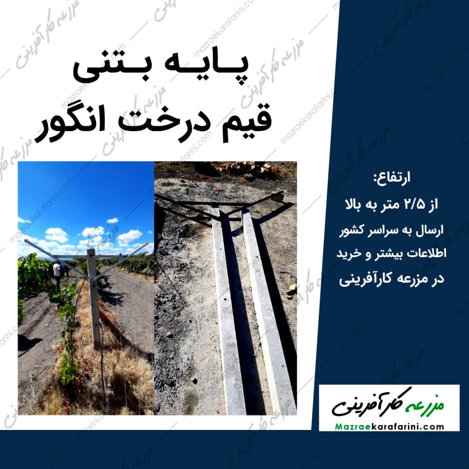 پایه بتنی قیم درخت انگور — تصویر ۲