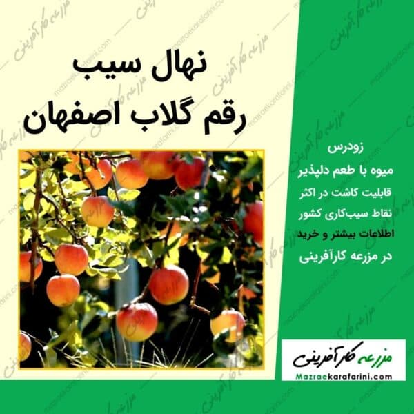 نهال سیب گلاب اصفهان