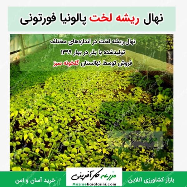 نهال ریشه لخت پالونیا فورتونی (گلخونه سبز) — تصویر ۲