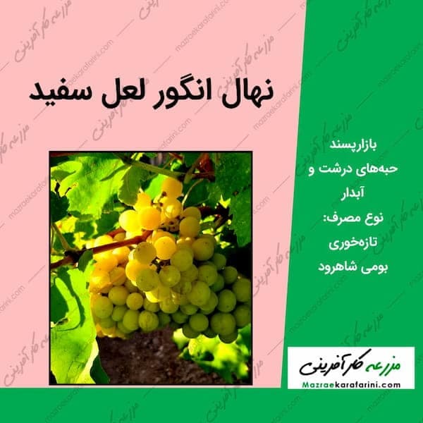 نهال گلدانی انگور لعل سفید (لعل سبز) — تصویر ۴