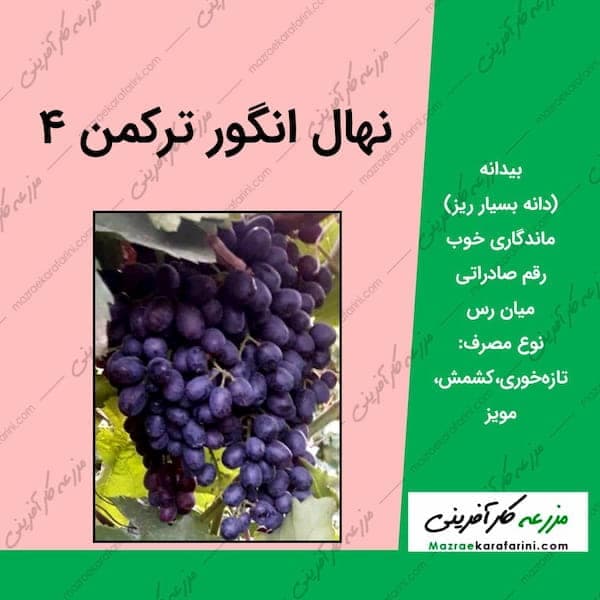 نهال انگور ترکمن 4