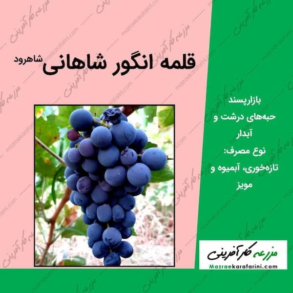 قلمه انگور شاهانی