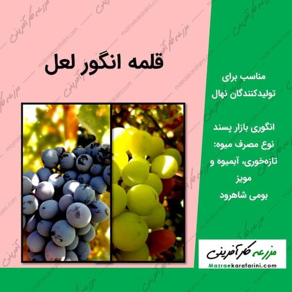 قلمه انگور لعل