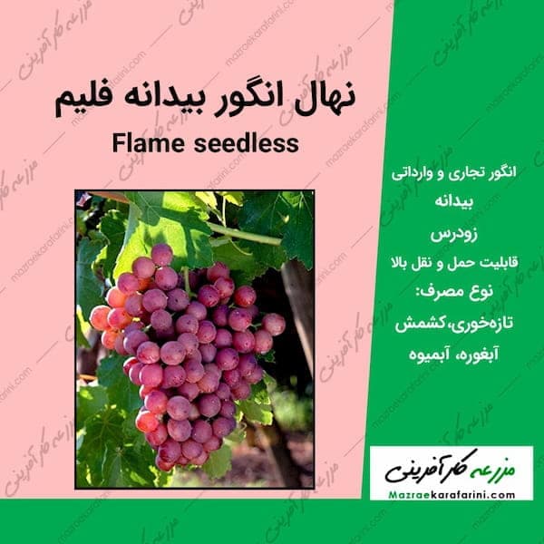 نهال انگور فلیم سیدلس