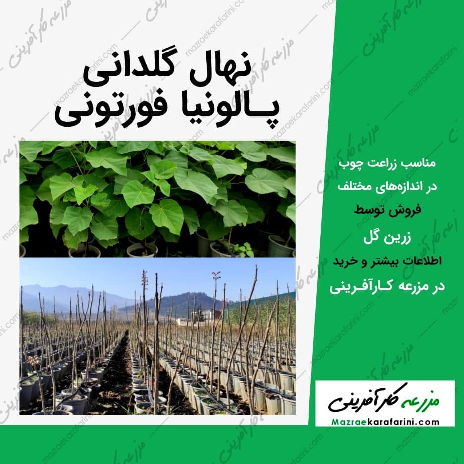 نهال پالونیا فورتونی — تصویر ۴