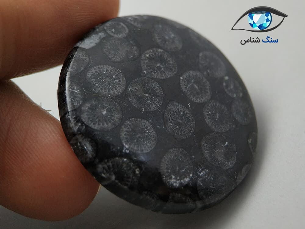 فسیل مرجان سیاه گرد 10.6 گرم — تصویر ۴