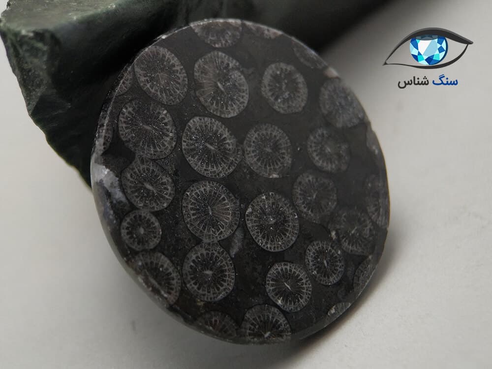 فسیل مرجان سیاه گرد 10.6 گرم — تصویر ۳
