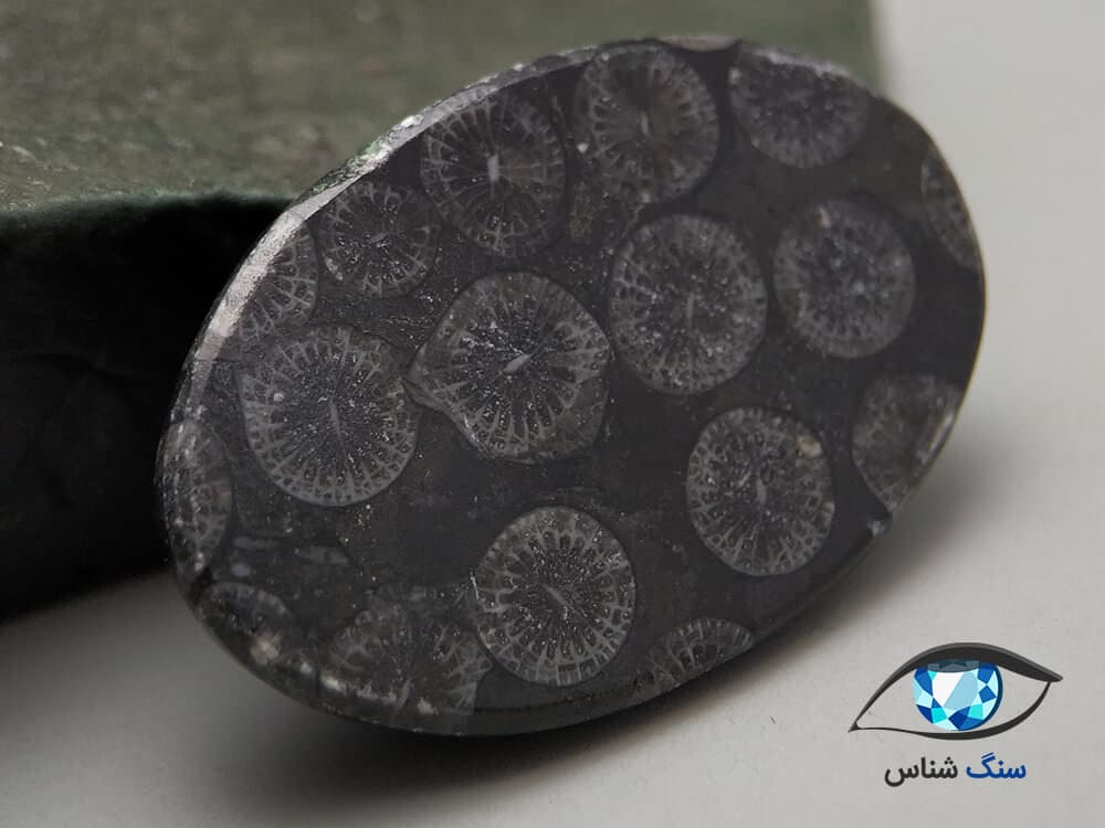 فسیل مرجان سیاه بیضی 7.5 گرم — تصویر ۴