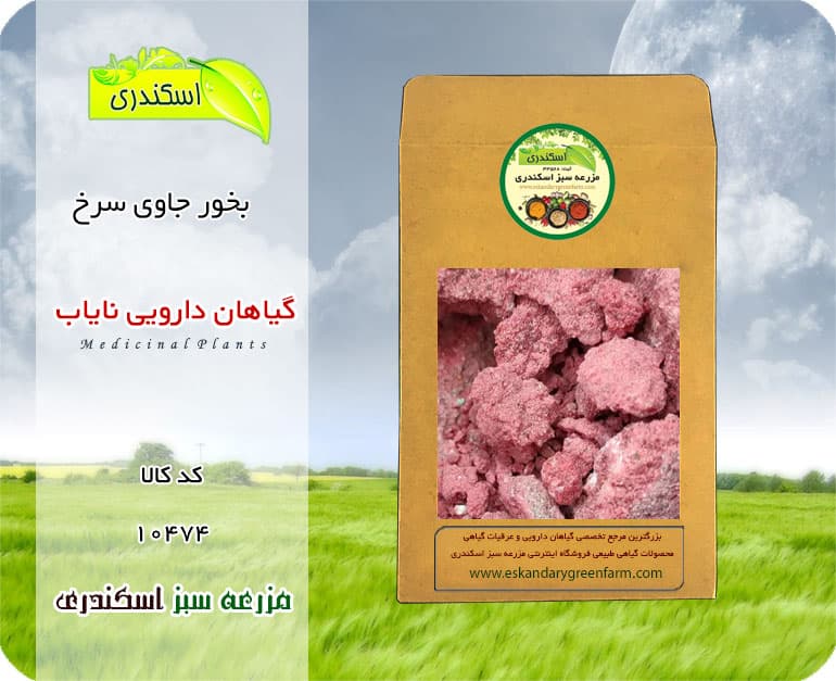 بخور جاوی سرخ اصل نایاب | گیاه دارویی کمیاب — تصویر ۲