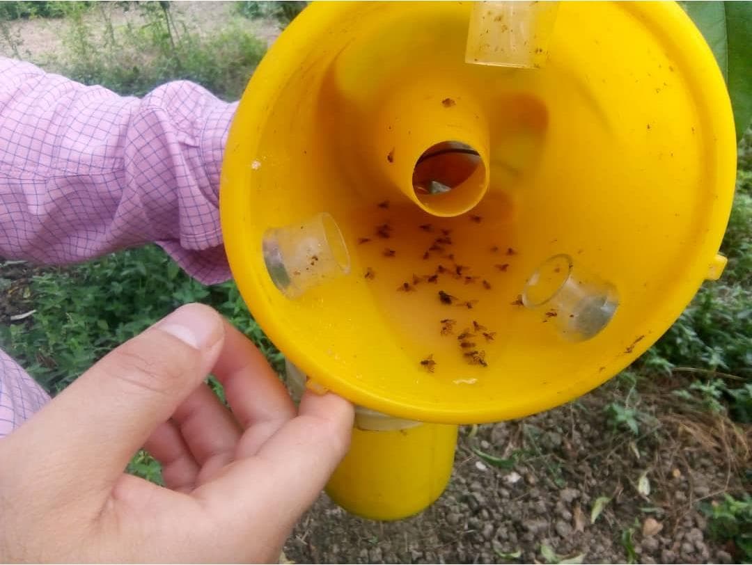 تله مگس سراتراپ (Cera trap) مخصوص انواع مگس ها — تصویر ۴