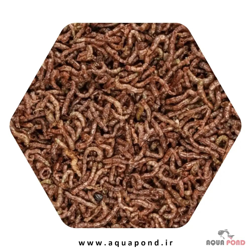 FD blood worms تروپیکال کرم خونی خشک شده غذای ماهی و خزندگان — تصویر ۲