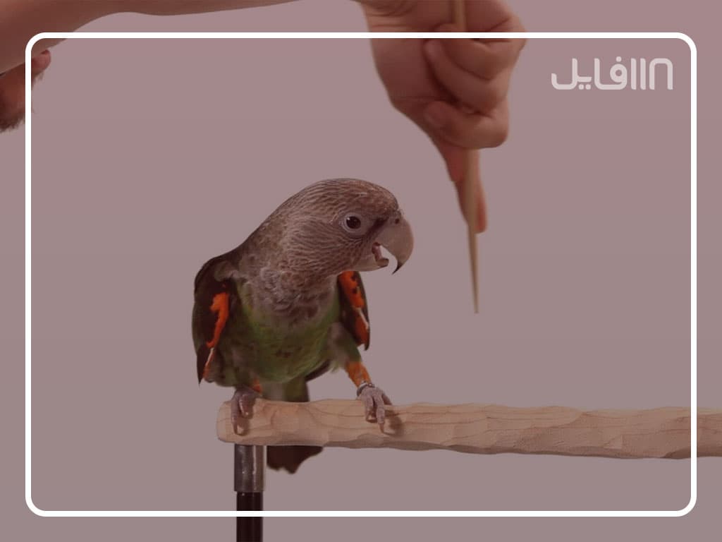 آموزش تربیت طوطی — تصویر ۶