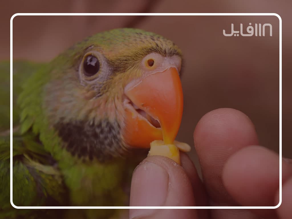 آموزش تربیت طوطی — تصویر ۷