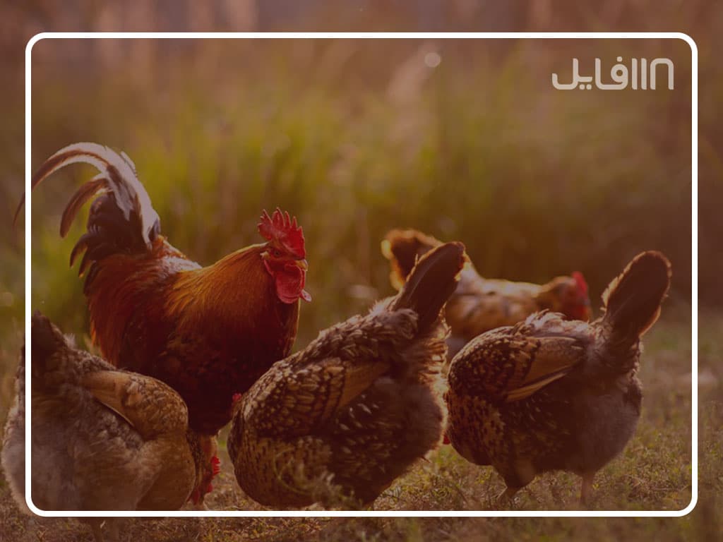 آموزش پرورش مرغ محلی — تصویر ۷
