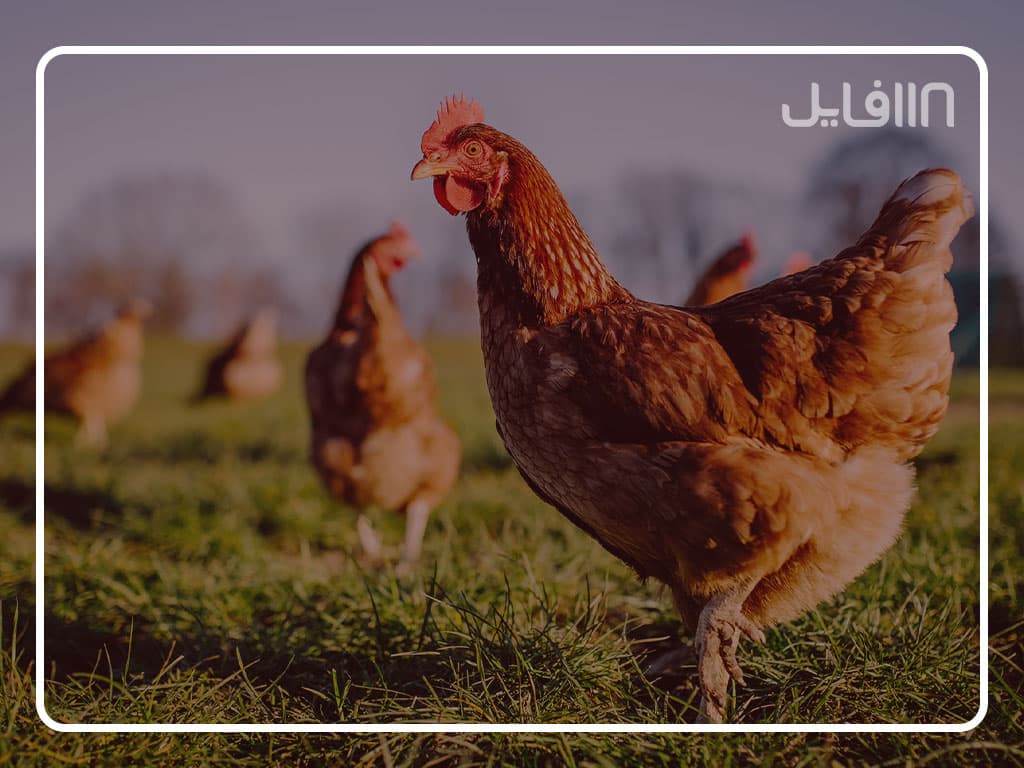 آموزش پرورش مرغ محلی — تصویر ۶