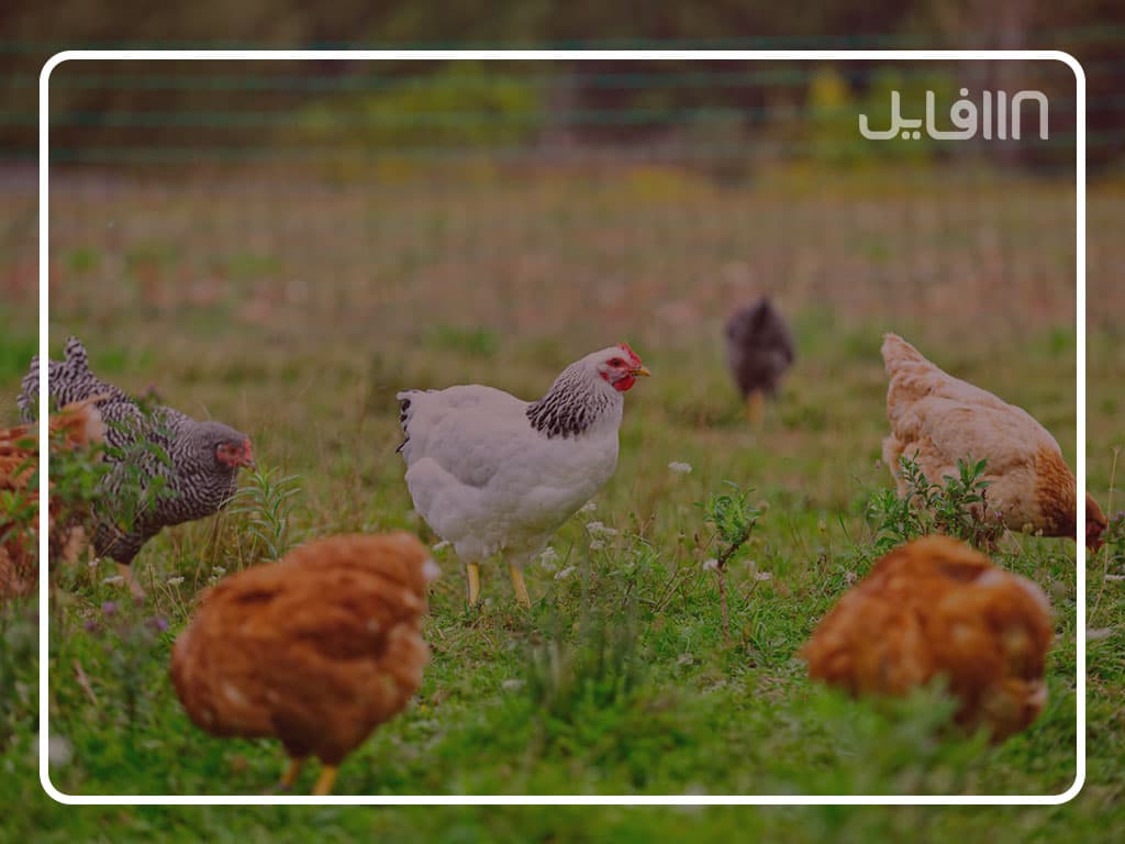 آموزش پرورش مرغ محلی — تصویر ۴