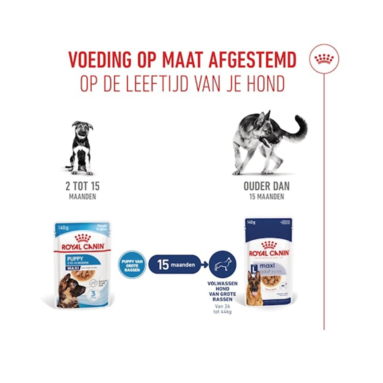 پک پوچ توله سگ مکسی پاپی رویال کنین Maxi Puppy بسته 12 عددی — تصویر ۶