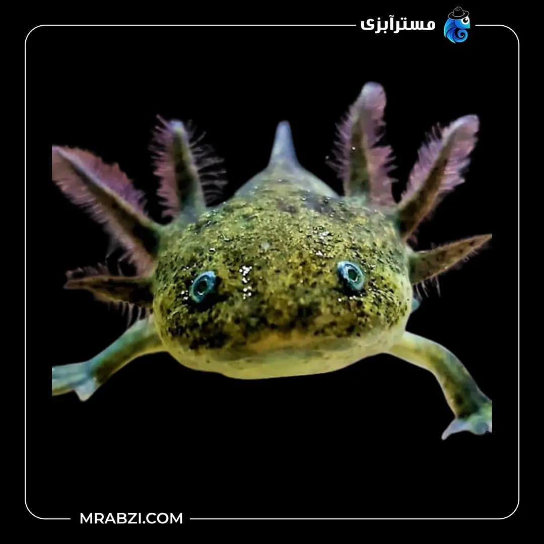 اکسولوتل سبز — تصویر ۵